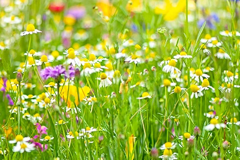 Blumenwiese mit gelben und weißen Blumen